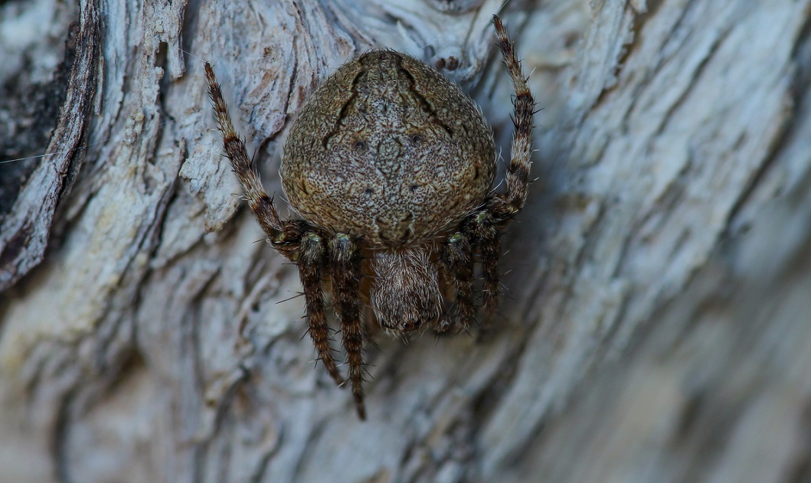 Neoscona subfusca - Gargano (FG)